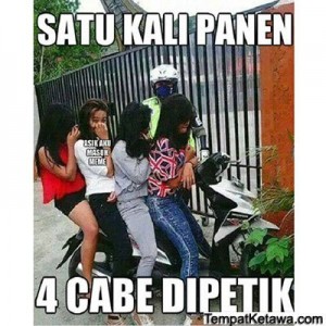 Satu kali panen 4 cabe-cabean dipetik